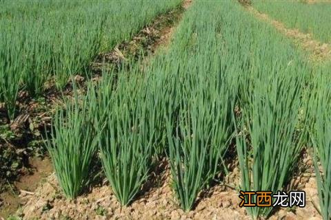 小香葱的种植方法,宜选择开紫花或白花的品种