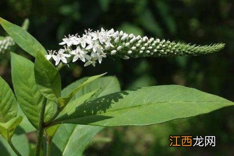 珍珠菜种植方法，一般在春秋季采用扦插繁殖