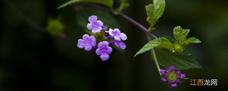 香水草的养殖方法，在栽培2-3年后重植