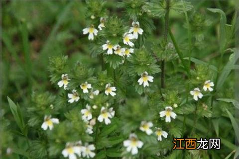 小米草种植技术，根据土壤的温度来调整播种时间