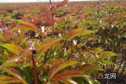 白芍种植注意事项 白芍种植注意事项和禁忌