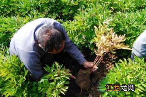 白芍种植注意事项 白芍种植注意事项和禁忌