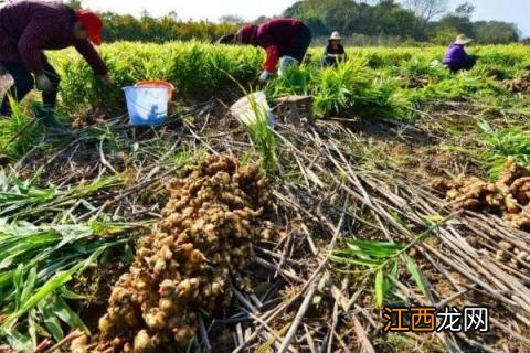 姜芽种植技术，在大棚中进行催芽工作