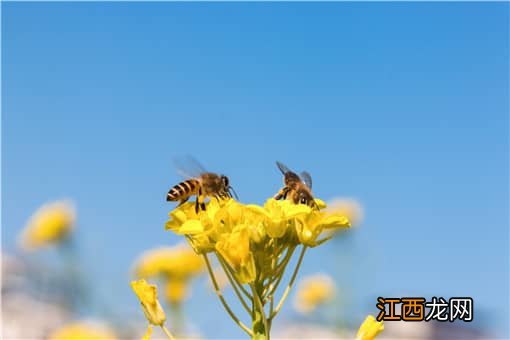 蜜蜂的养殖前景如何 蜜蜂的养殖前景如何样