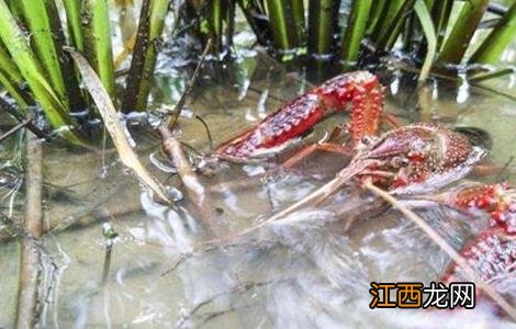 小龙虾缺氧的原因及解决方法 小龙虾缺氧多久会死