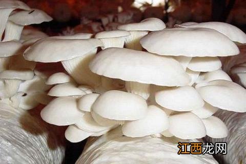 凤尾菇的种植要求条件，不同时期对营养成分需求不同