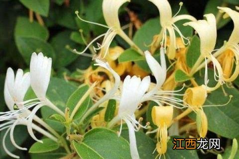 金银花修剪方法,科学修剪可提高产量和质量