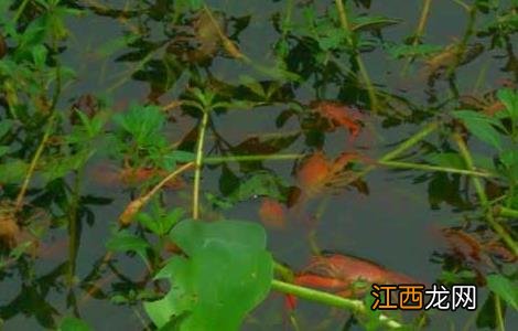 100亩养小龙虾能赚多少钱 养20亩龙虾可赚多少钱