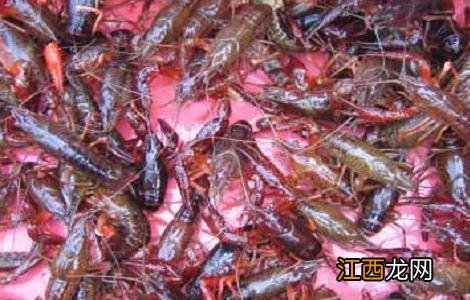 100亩养小龙虾能赚多少钱 养20亩龙虾可赚多少钱