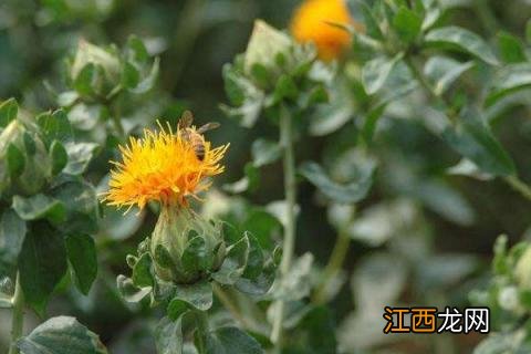 红花种植技术，整个生长期间需注意防治蚜虫