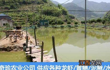 龙虾养殖基地建设 龙虾养殖场地建设