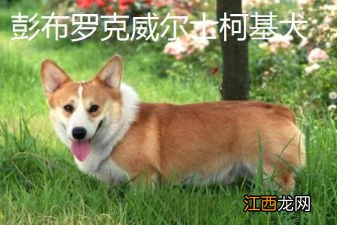 柯基幼犬多少钱一只 柯基多少钱一只，柯基的品种