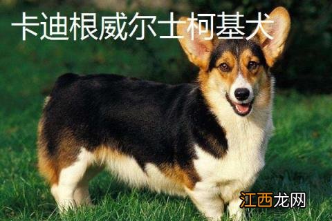 柯基幼犬多少钱一只 柯基多少钱一只，柯基的品种