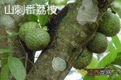 释迦果几月份成熟上市 释迦果