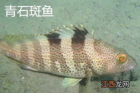 野生石斑鱼市场价是多少，分别介绍野生石斑鱼的种类