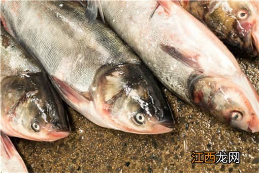 详细介绍不同的养鱼方法 常见的养鱼方式有哪些