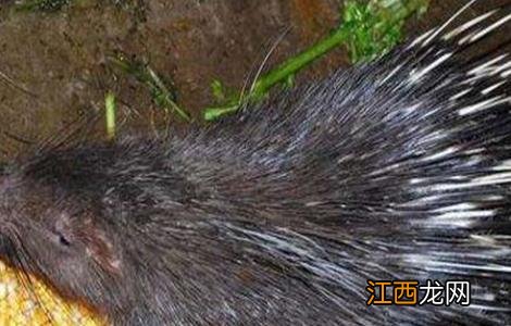 豪猪人工养殖技术 豪猪喂养技术
