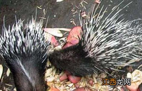 豪猪人工养殖技术 豪猪喂养技术