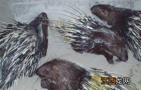 豪猪养殖技术 豪猪养殖技术和视频