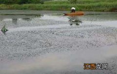 梅雨季节养殖塘该怎么管理 梅雨季节水产养殖怎么做