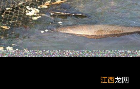 鳜鱼的养殖条件 鳜鱼的养殖条件和方法