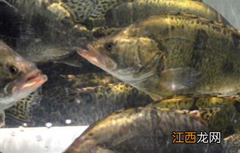 鳜鱼的养殖条件 鳜鱼的养殖条件和方法