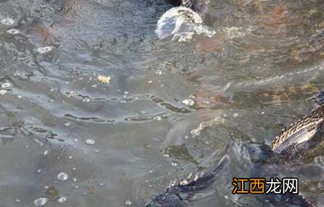 鳜鱼的养殖条件 鳜鱼的养殖条件和方法