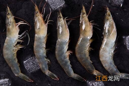 明虾和基围虾的区别有哪些 明虾和基围虾有什么区别