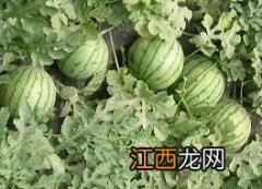 夏末秋初少吃瓜多吃果推荐9种秋果