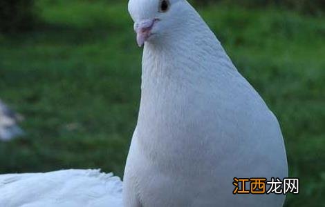 白羽王鸽的养殖管理技术与方法 白羽王鸽的养殖管理技术