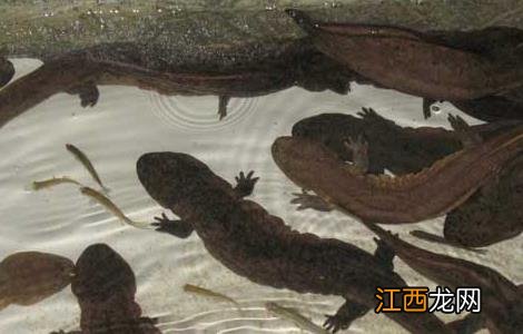 大鲵的繁殖行为有哪些 大鲵的生殖方式是什么