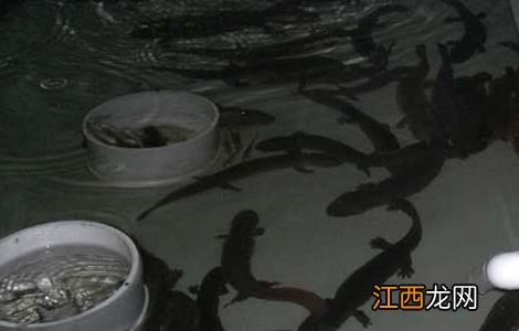 娃娃鱼养殖前景好吗 娃娃鱼养殖前景