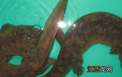 娃娃鱼养殖前景好吗 娃娃鱼养殖前景