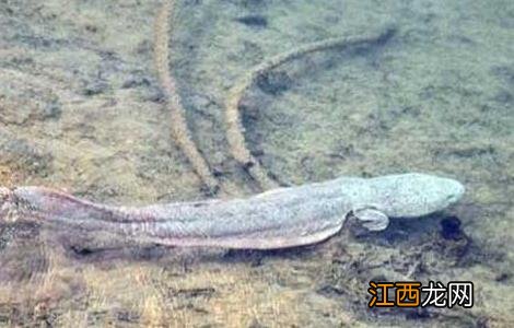 大鲵苗种质量鉴别技术 大鲵苗种质量鉴别技术要点