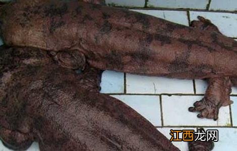 大鲵难产的处理技术 大鲵难产的处理技术有哪些