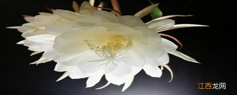 昙花产自哪里 昙花的产地分布，昙花的产地环境