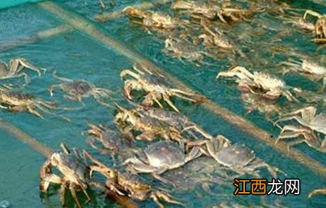 大闸蟹养殖的方法 大闸蟹养殖方法和环境