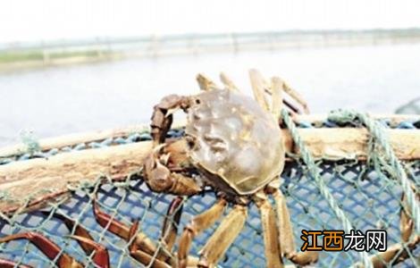 大闸蟹养殖的方法 大闸蟹养殖方法和环境