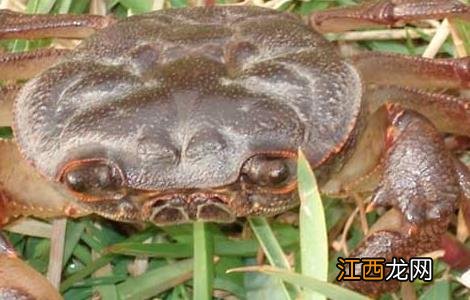 大闸蟹养殖水温 高温期大闸蟹养殖技术