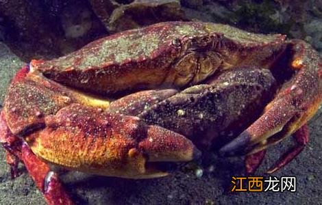 大闸蟹养殖水温 高温期大闸蟹养殖技术