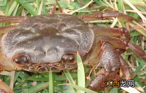 螃蟹颗粒饲料 河蟹如何选择颗粒饲料