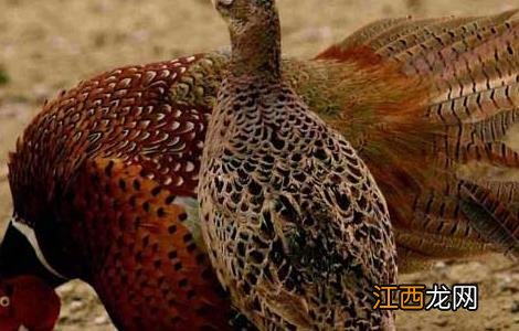 美国七彩山鸡还能养吗 美国七彩山鸡驯养技术