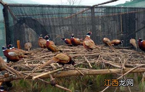 野鸡养殖密度控制