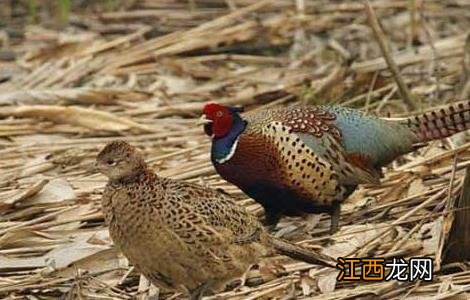 如何使野鸡开食 如何使野鸡开食快