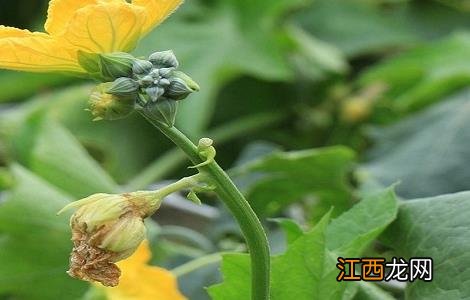 丝瓜花的功效和作用 丝瓜花的功效与作用,丝瓜花的副作用