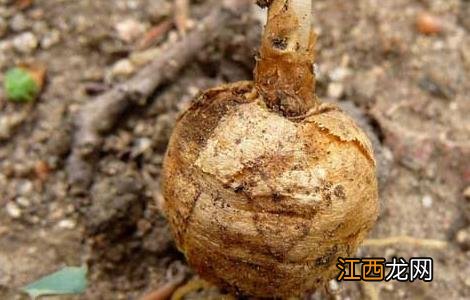 孕妇可以吃延胡索吗