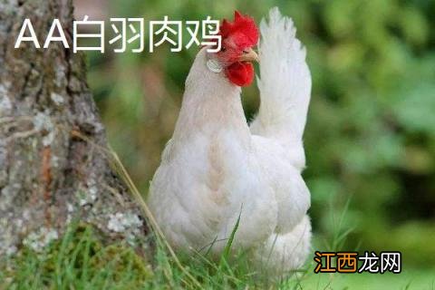 肉鸡品种哪个好，不同品种的特点不同