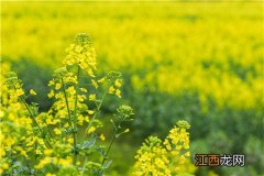 2020油菜花 2021种油菜花有补贴吗