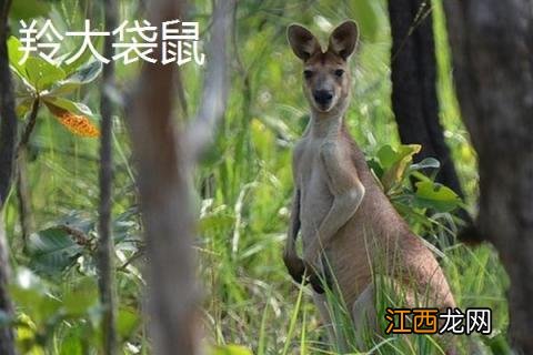 袋鼠打架厉害吗，吃什么食物，有哪些常见的种类