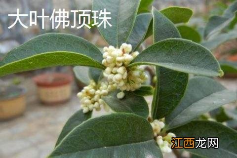 桂花树品种有几种 桂花树的品种有哪些，有什么特点